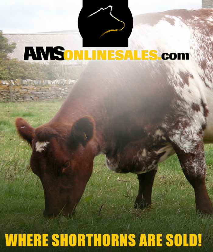 AMS Online Sales