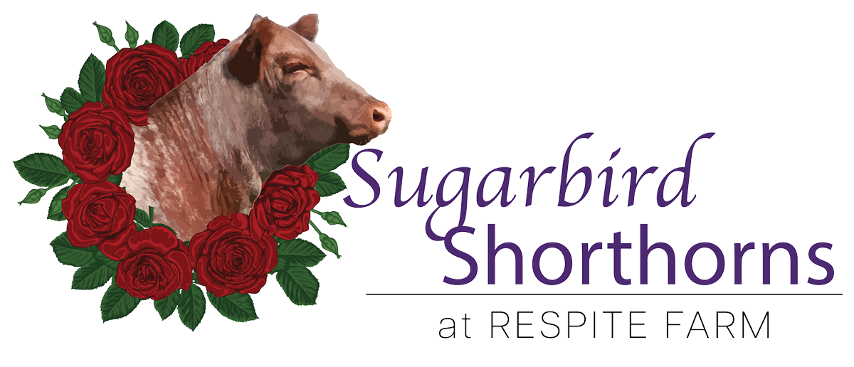 Respite Farm Sugarbird Shorthorns Logo